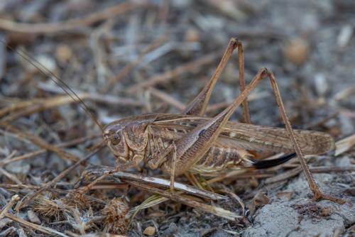Réf. 334 779 : Platycleis affinis affinis
